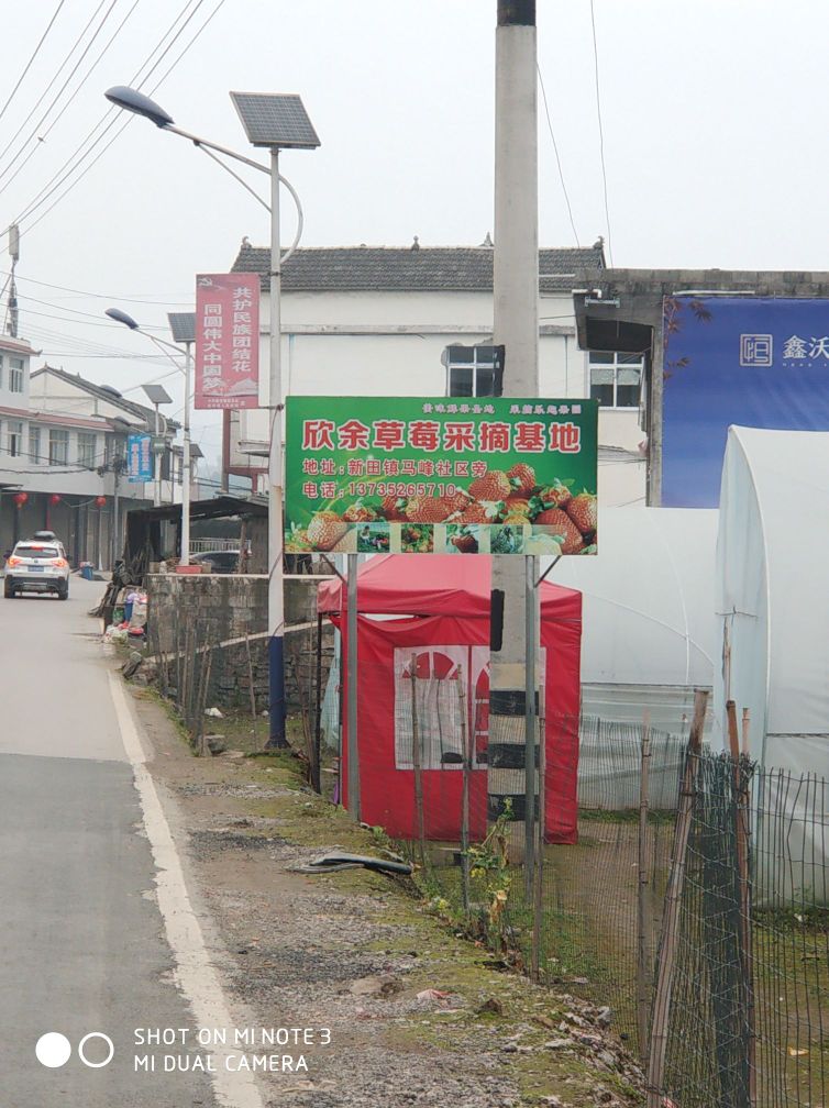 新田欣余草莓采摘基地