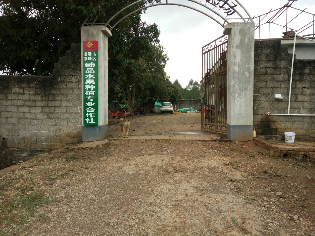 贵港市覃塘区臻品水果种植专业合作社