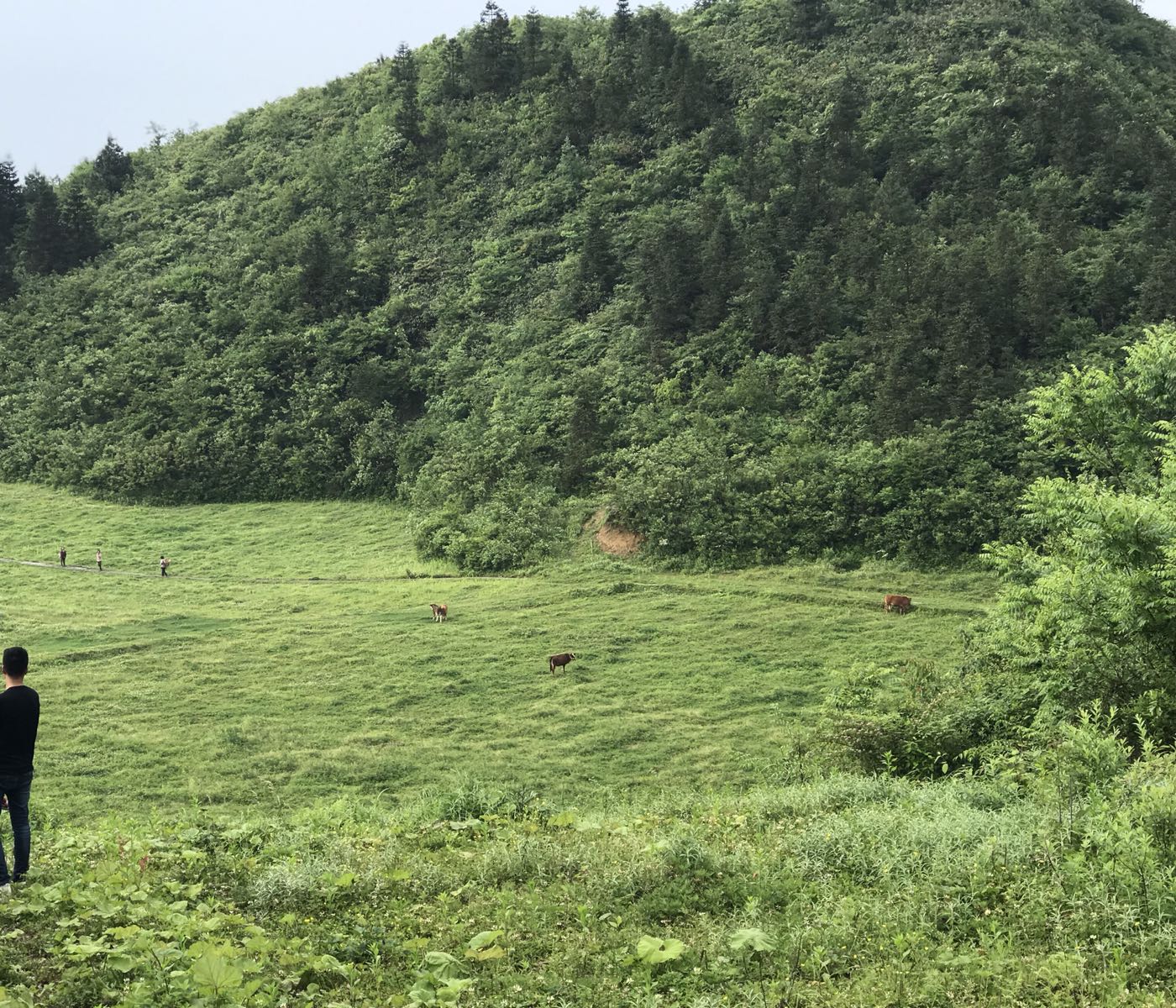 重庆市彭水苗族土家族自治县