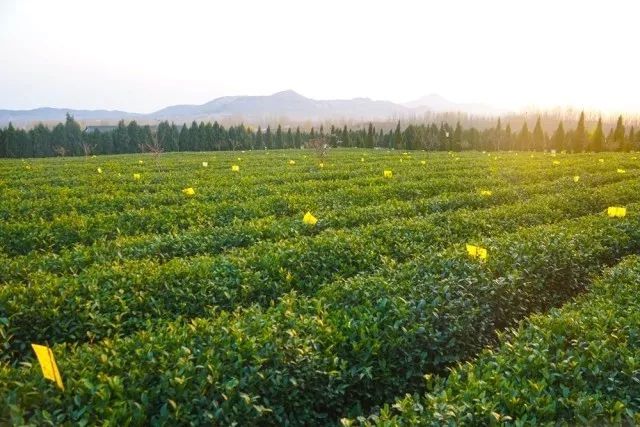 瀚林花茶博园