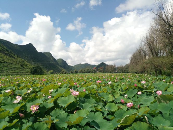 安龙县招堤十里荷花二号亭