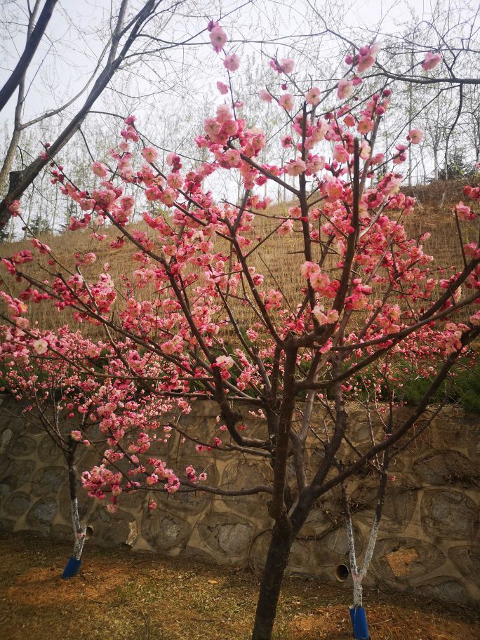 白马寺山植物园