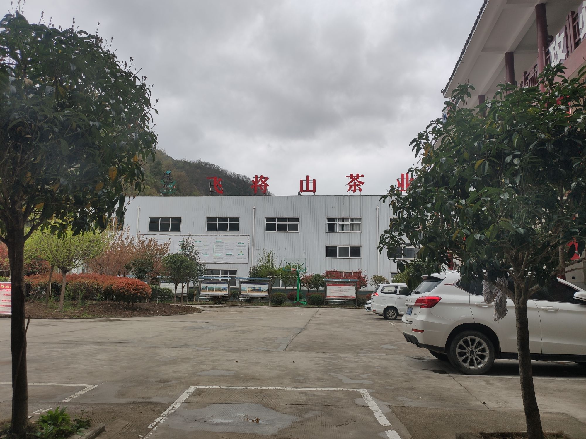 飞将山茶业