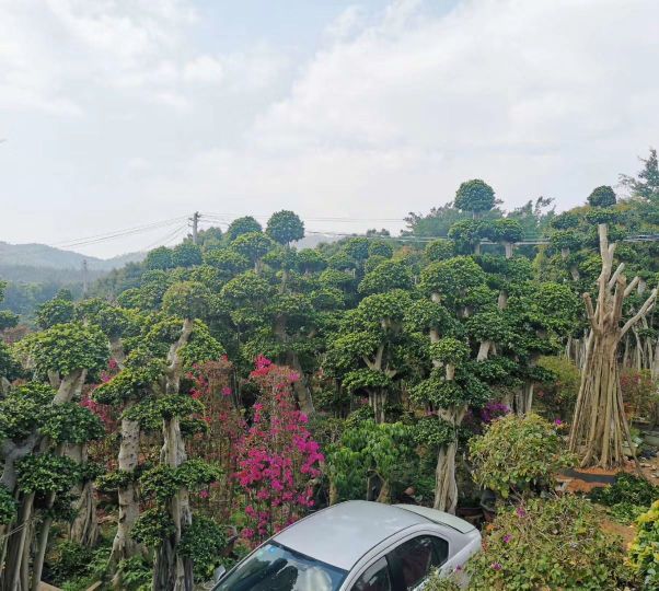 福建省漳州市漳浦县沙西镇蓬山村(中国榕树盆景之乡)