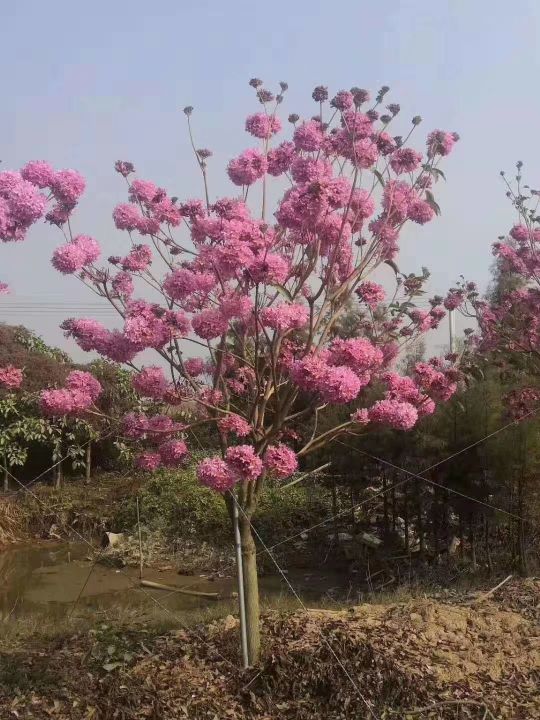 关阴寺