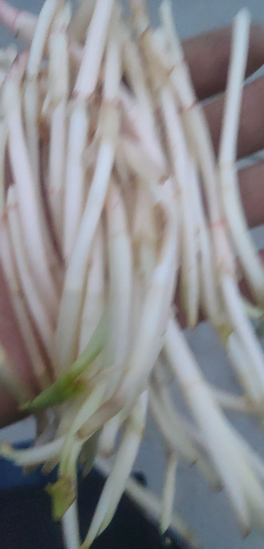 鸹林村八组