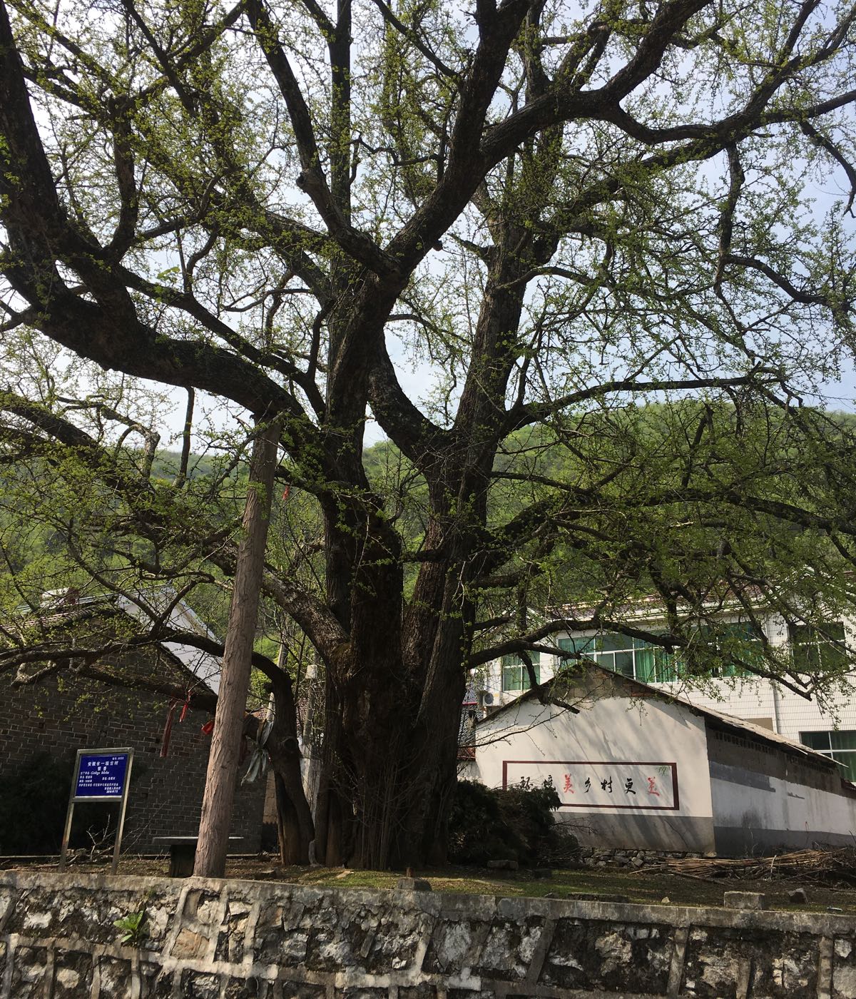 千年银杏