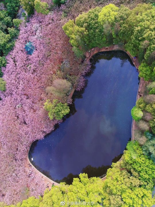 湖南科技大学-樱花园