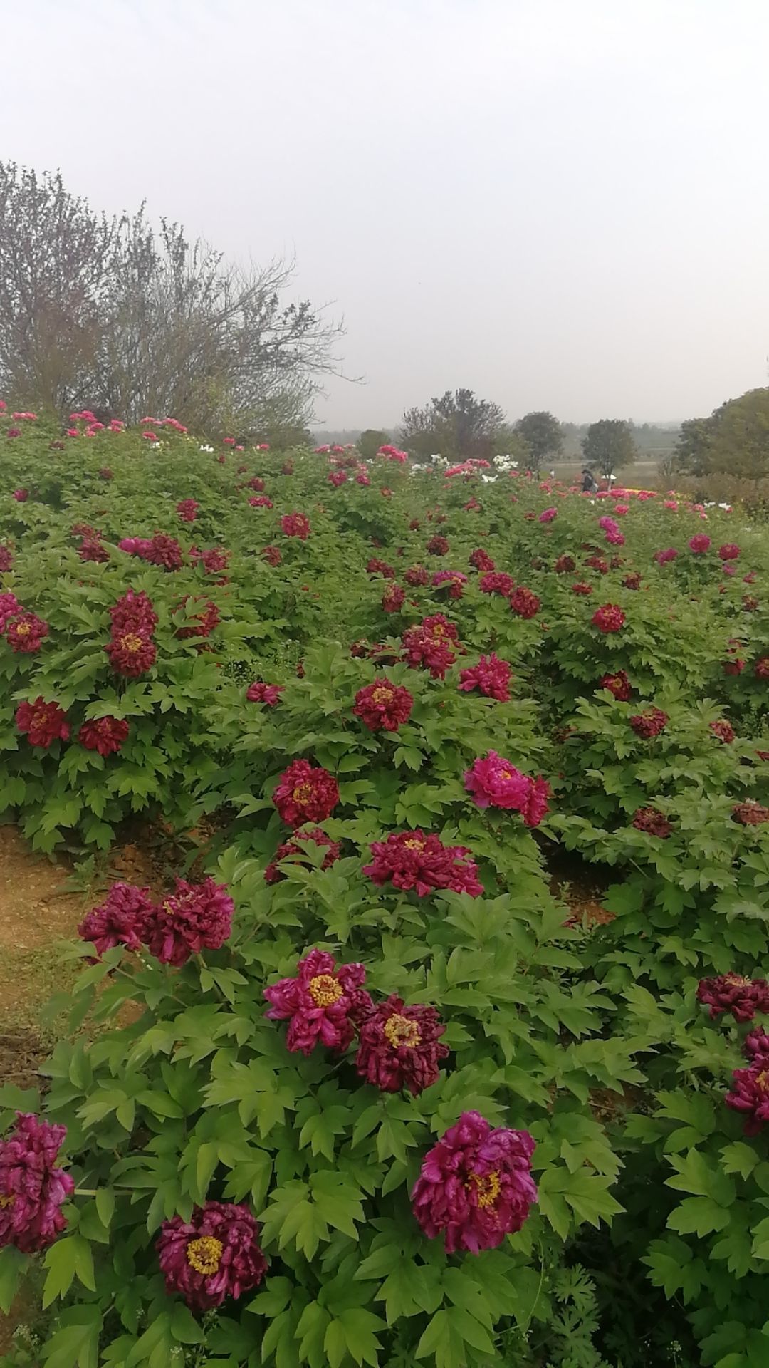 湖北省随州市随县