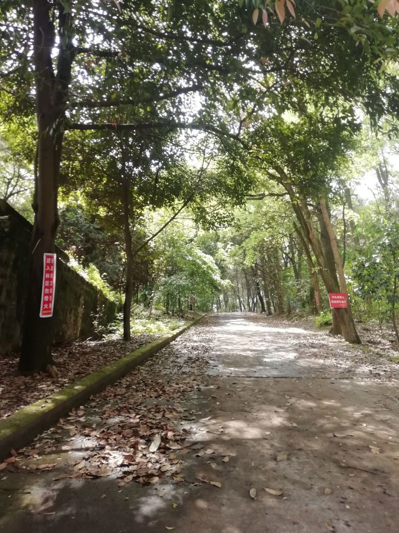 岚峰森林公元