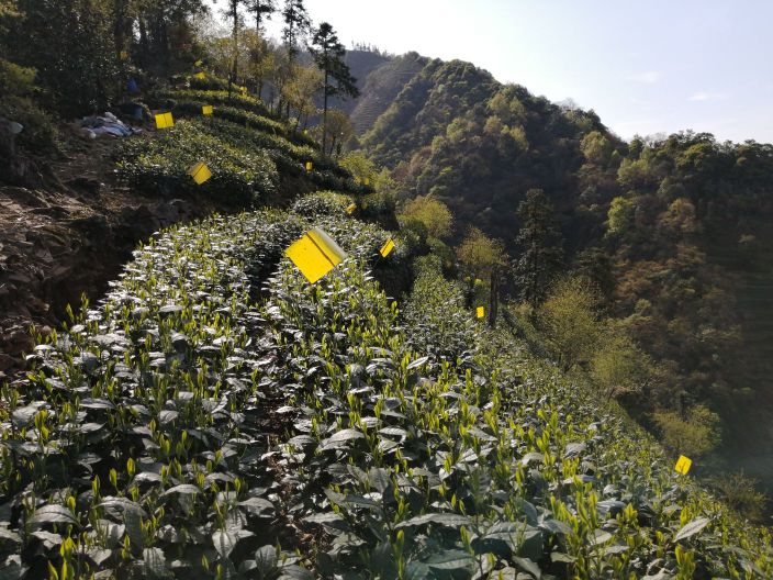 安徽省黄山市黄山区新明乡猴坑村