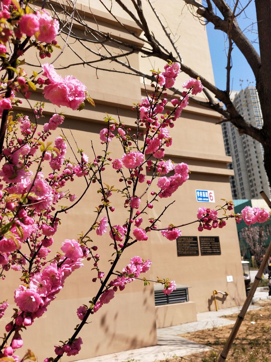 秦皇岛市海港区横断山路学府嘉园